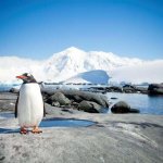 Antartica penguin