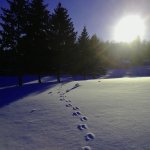 Footsteps in Snow