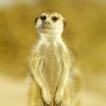 Shakespeare meerkat