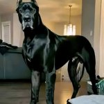 Funny | BLACK ADAM DOG; BLACK SCOOBY | image tagged in funny,hollywood,movies,comics/cartoons,all black,dwayne johnson | made w/ Imgflip meme maker
