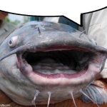 Catfish meme