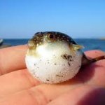 Suspiciously (obj) shaped fish