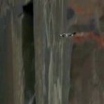 bird jumps cliff GIF Template