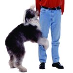 Dog humping leg bad dog