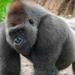 Gorilla