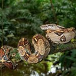 Boa constrictor