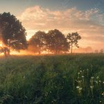 Spring sunrise trees