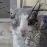 Vietnam Cat template