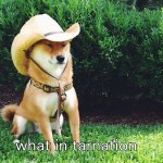 what in tarnation dog