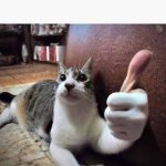 Cat Thumbs Up