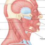 ishowspeed lookalike