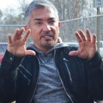 Cesar Millan template