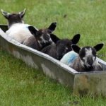 Winter Olympics meme