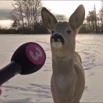 Deer interview