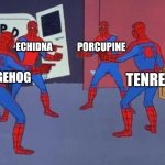 Spiky creatures | ECHIDNA; PORCUPINE; TENREC; HEDGEHOG | image tagged in 4 spiderman pointing at each other,hedgehog,echidna,porcupine,tenrec,spiky | made w/ Imgflip meme maker