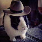Cowboy bunny