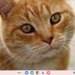 COLBY JACK CAT 2 template