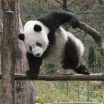 Panda Parkour