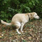 Dog pooping