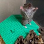 Preaching Hamster