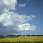 Cloud Wheat Mirror Image Mode