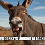 donkeys | JUST TWO DONKEYS LOOKING AT EACH OTHER | image tagged in donkey jackass braying | made w/ Imgflip meme maker