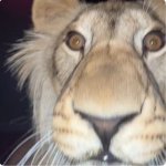 The lion actually concern