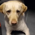 A lil guy... enough of the dark memes | image tagged in gifs,dog | made w/ Imgflip video-to-gif maker