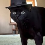 Sir Cat