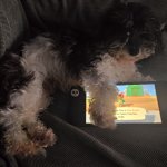 True Animal Crossing