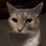 Cat ptsd GIF Template