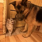 cat angry at dog