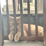 cat behind bars