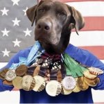 Medal dog