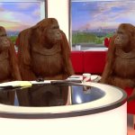 Where banana / Orangutan meme HD