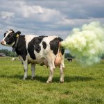 Cow with methane gas
