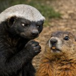 honey badger side eyeing and holding a fist to a ground hog