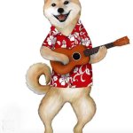 Shiba inu qui joue à la guitare