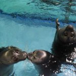 Seals Kiss