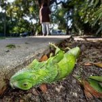 Iguana popsicles meme