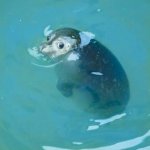 Seal looks back at you