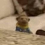 Brooklyn guy baby back ribs meme