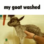 My goat washed
