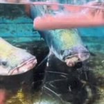 Fish sucking sausage GIF Template