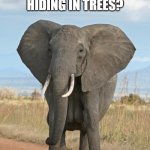 Daily Bad Dad Joke February 12, 2026 | YOU KNOW WHY YOU NEVER SEE ELEPHANTS HIDING IN TREES? BECAUSE THEY'RE REALLY GOOD AT IT. | image tagged in elephant | made w/ Imgflip meme maker