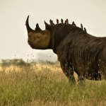 Rhino-Oxpecker symbiosis