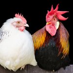 chickens rooster and hen