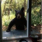 bear window