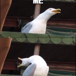 Inhaling Seagull | MY FRIEND: BRO DID YOU KNOW THAT I HAVE A CAT? ME:; ARE YOU SERIOUS?!?!?!?!?!?! | image tagged in memes,inhaling seagull | made w/ Imgflip meme maker