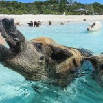 bahama beach pigs